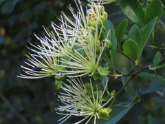 Maerua juncea crustata