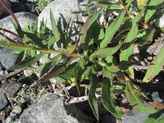 Puccinia hieracii