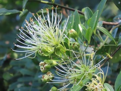 Maerua juncea crustata