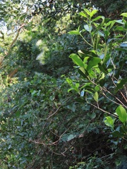 Maerua juncea crustata