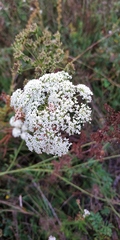 Kadenia dubia