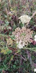 Kadenia dubia
