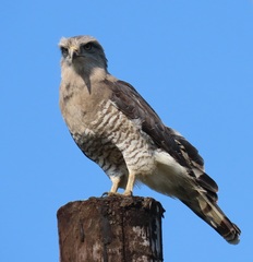 Circaetus fasciolatus