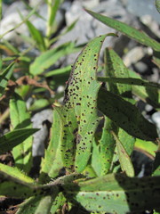 Puccinia hieracii