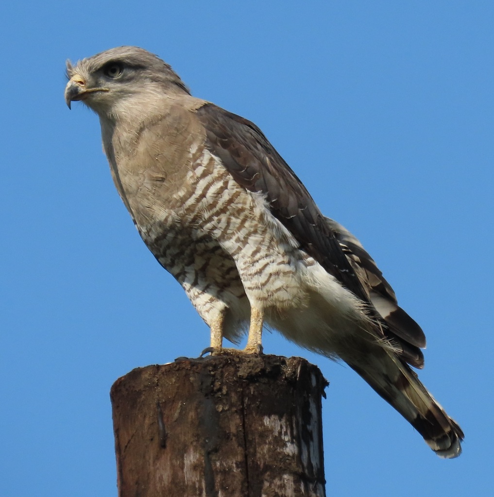 Southern Banded Snake-Eagle (Circaetus fasciolatus) photo