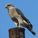 Fasciated Snake-Eagle - Photo (c) magdastlucia, some rights reserved (CC BY-NC), uploaded by magdastlucia