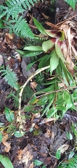 Werauhia hygrometrica