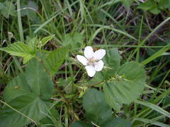 Rubus affinis