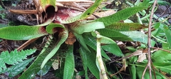 Werauhia hygrometrica