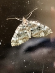 Perizoma alchemillata