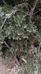 Quercus ithaburensis macrolepis