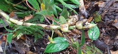 Werauhia hygrometrica
