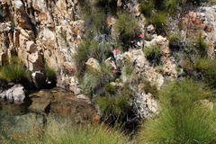 Disa racemosa