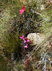 Disa racemosa
