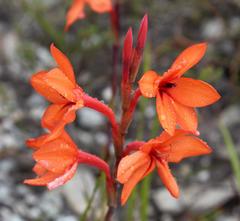 Watsonia stenosiphon