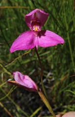 Disa racemosa