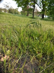 Bromus tectorum