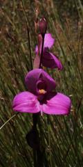 Disa racemosa