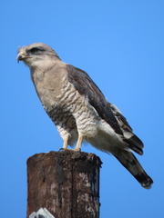 Circaetus fasciolatus