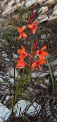 Watsonia stenosiphon