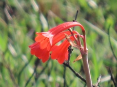 Cyrtanthus contractus