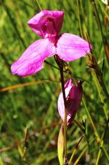 Disa racemosa