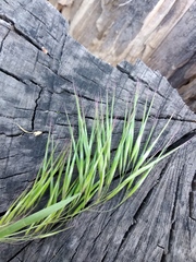 Bromus tectorum