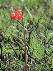 Cyrtanthus contractus