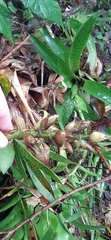 Werauhia hygrometrica