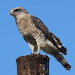 Circaetus fasciolatus