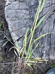 Bromus tectorum