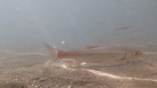 Southern straight-mouth nase (Pseudochondrostoma willkommii) — Cyprinidae