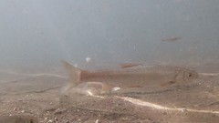 Pseudochondrostoma willkommii