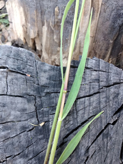 Bromus tectorum
