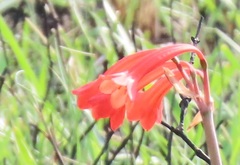 Cyrtanthus contractus