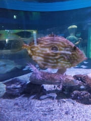 Actinopterygii