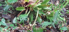 Werauhia hygrometrica