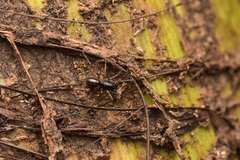 Oedignatha scrobiculata