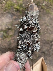 Hypogymnia occidentalis