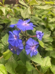 Ceratostigma