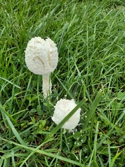 Saproamanita thiersii