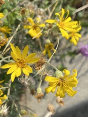 Heterotheca zionensis