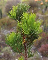 Hakea drupacea