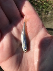 Notropis atherinoides