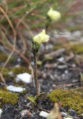 Disperis villosa