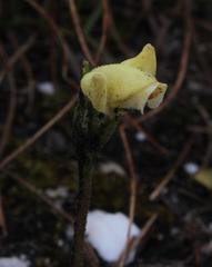 Disperis villosa