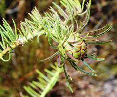 Protea witzenbergiana