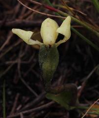Disperis villosa