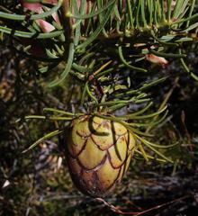 Protea witzenbergiana