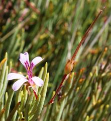 Pelargonium laevigatum oxyphyllum